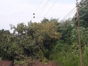 Városlőd-Kislőd és Ajka között a viharban egy fa dőlt a vasúti pályára